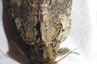 Peridea anceps