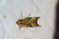 Phlogophora meticulosa