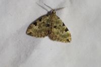 Colostygia pectinataria