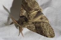 Calliteara pudibunda