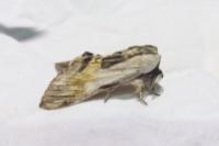 Harpyia milhauseri
