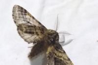 Lycia hirtaria