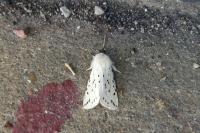 Spilosoma lubricipeda