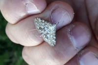 Elophila nymphaeata