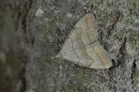 Pechipogo strigilata
