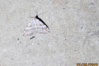Aplocera efformata/plagiata