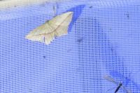 Timandra comae