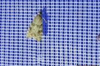 Scoparia ambigualis/basistrigalis