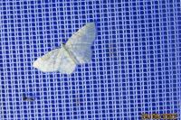 Asthena albulata