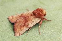 Sideridis lampra