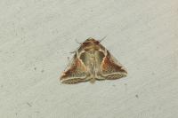 Habrosyne pyritoides