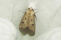 Agrotis exclamationis exclamationis