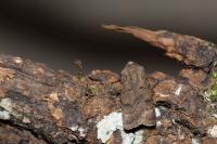 Agrotis cinerea