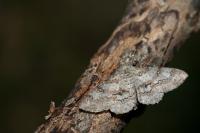 Ascotis selenaria