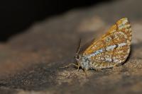 Bupalus piniaria