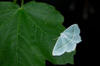 Campaea margaritaria