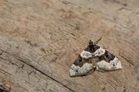Cosmorhoe ocellata