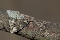Craniophora ligustri