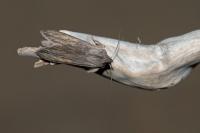 Cucullia umbratica