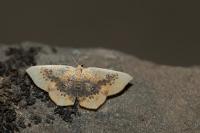 Cyclophora lennigiaria