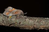 Dendrolimus pini pini
