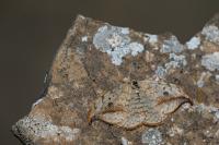 Drepana falcataria