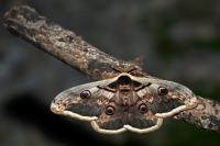 Saturnia pyri