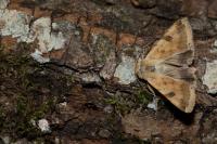 Heliothis peltigera