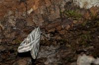Loxostege aeruginalis