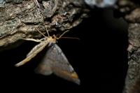 Macaria liturata