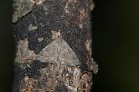 Metachrostis dardouini