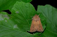 Mythimna albipuncta