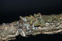 Oligia strigilis/versicolor