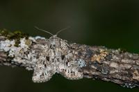 Pachetra sagittigera