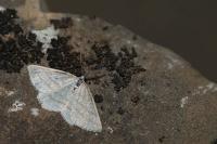 Perconia strigillaria