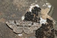 Peribatodes rhomboidaria rhomboidaria