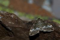 Perizoma alchemillata