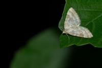 Perizoma albulata