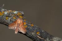 Phyllodesma tremulifolia