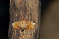 Plagodis dolabraria