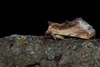 Ptilodon cucullina