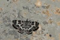 Epirrhoe hastulata