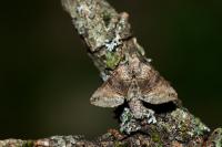 Abrostola tripartita