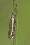 Crambus pratella