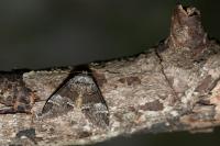 Drymonia dodonaea