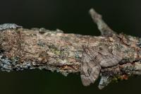 Epilobophora sabinata
