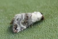 Eublemma scitula