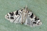 Eudonia delunella