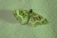 Epirrhoe alternata
