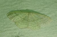 Idaea subsericeata